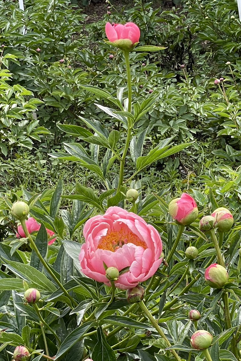 КИМУРА Сатоко tweet media