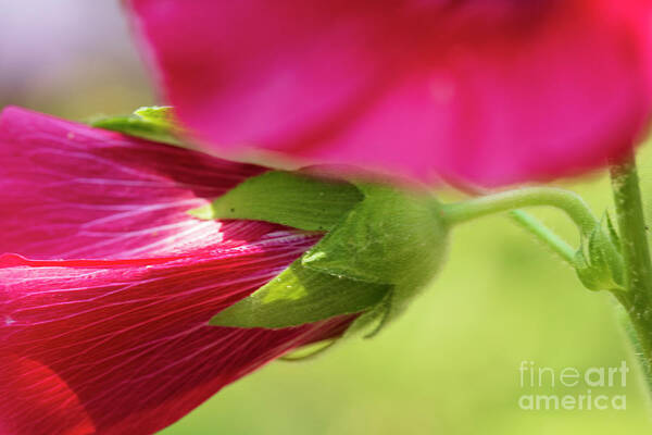 's tweet image. For the love of Hollyhocks: fineartamerica.com/featured/red-h… #hollyhocks #floralart #homedecor #flowers #gardens #nature #beauty