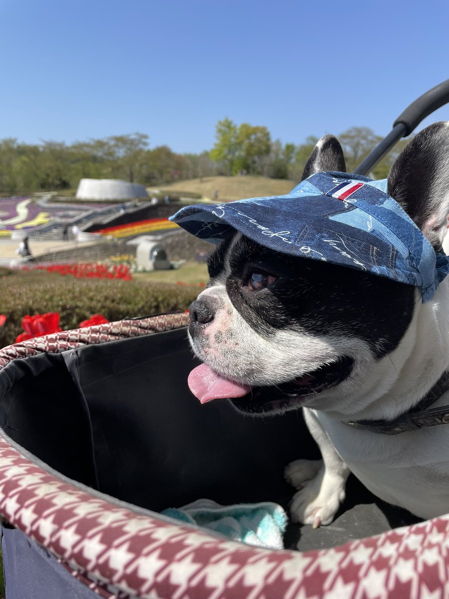 moru_dog's tweet photo. 日中は公園行って帽子とサングラス買って一旦休憩したあと夜はハワイアンカフェでまったりご飯食べたじょ✨ https://t.co/EgcxH8bILq