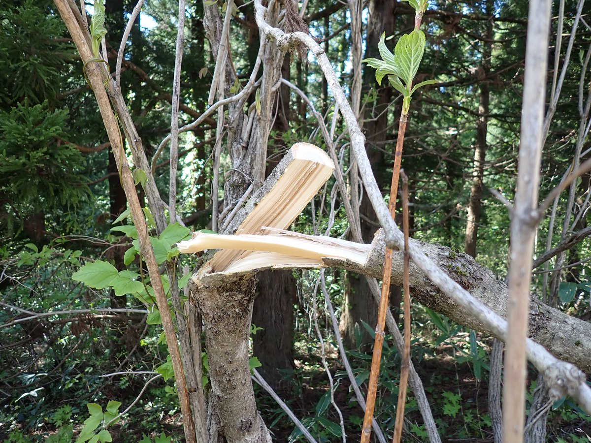 スーさん tweet media