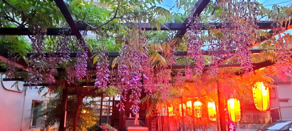 KansaiPhotos's tweet photo. Late-season wisteria at a little Inari Shrine near Tamagawa station in Osaka. https://t.co/IqEcx2oFcV