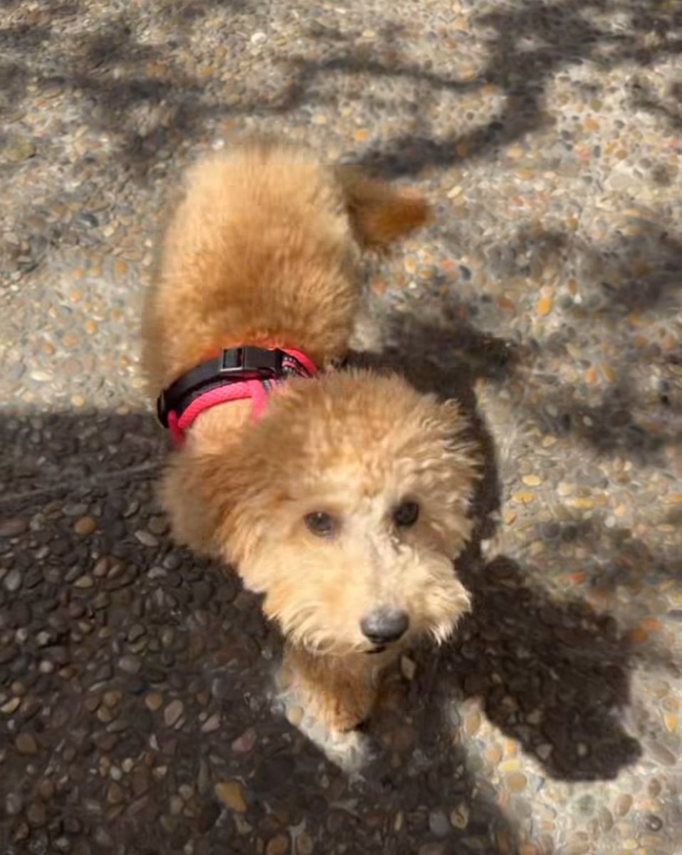 itseliblz's tweet image. natillas eres tú?