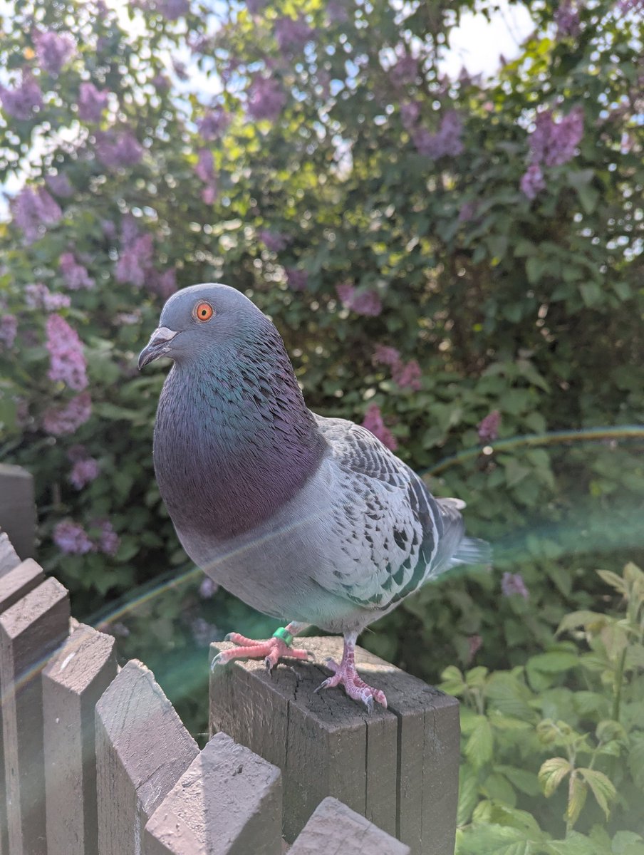 literally just a worm (SC+ CFZ) tweet media