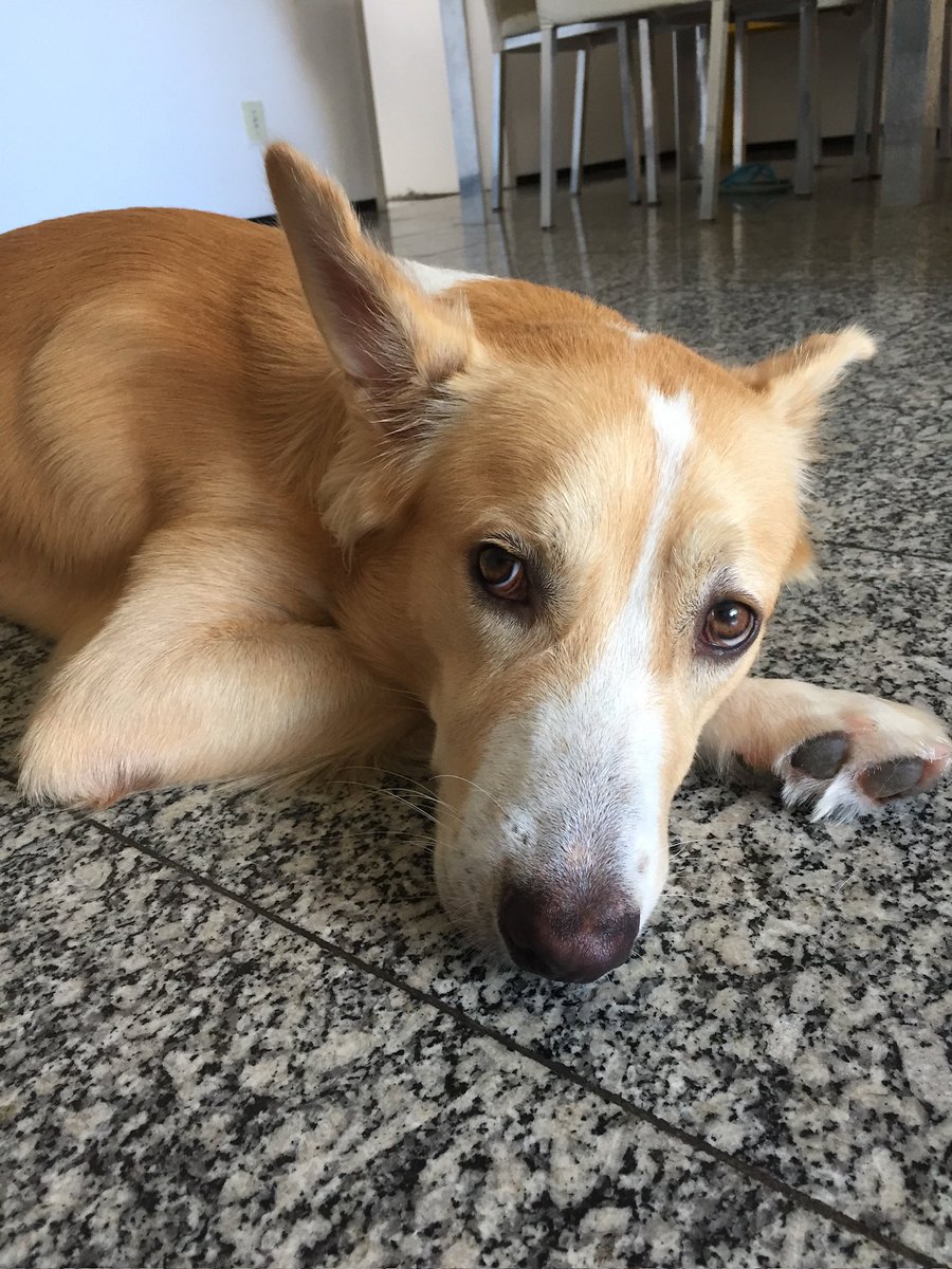 cachorro sem peruca tweet media