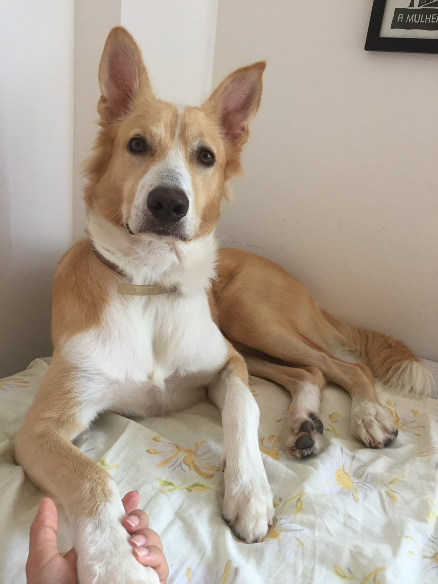 cachorro sem peruca tweet media