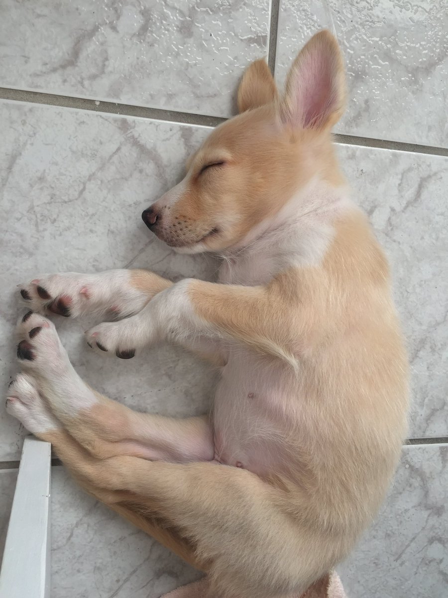 cachorro sem peruca tweet media