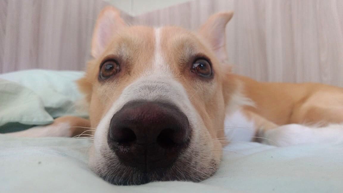 cachorro sem peruca tweet media