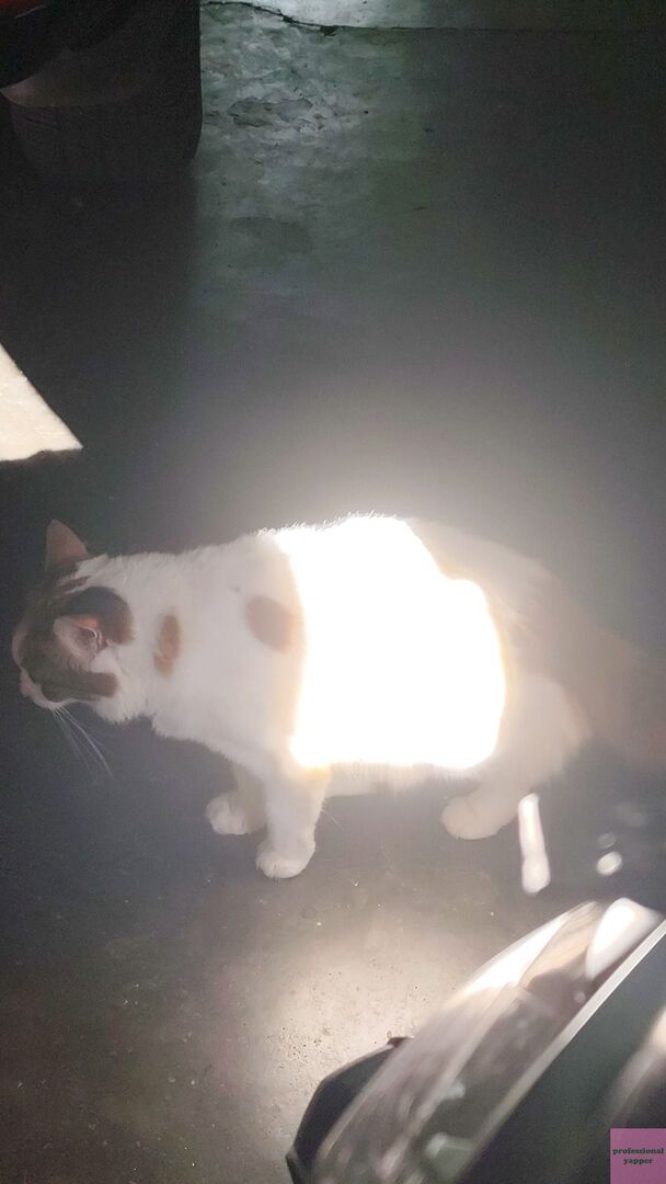 YAPPINGFESS tweet media