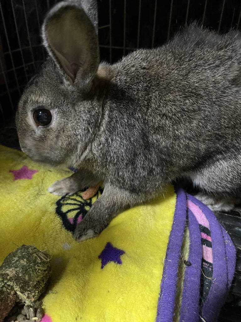 まさチビしろ🐰5月2.3.4日幕張アートマーケット5月9日ローデンツ東京 tweet media