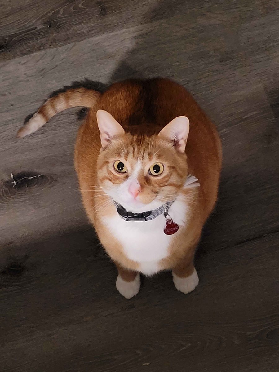 ThatFknGuy4420's tweet image. Finally off
12-6 shift complete! ✅
Back home with the cats demanding attention 
Ready to chill and game a bit. 🎮
What are you doing tonight?

#AfterWorkVibes #CatsOfX #GamerLife