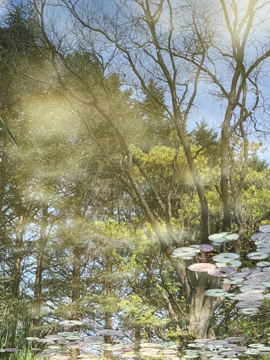 이번주의 연못과 빛과 나무