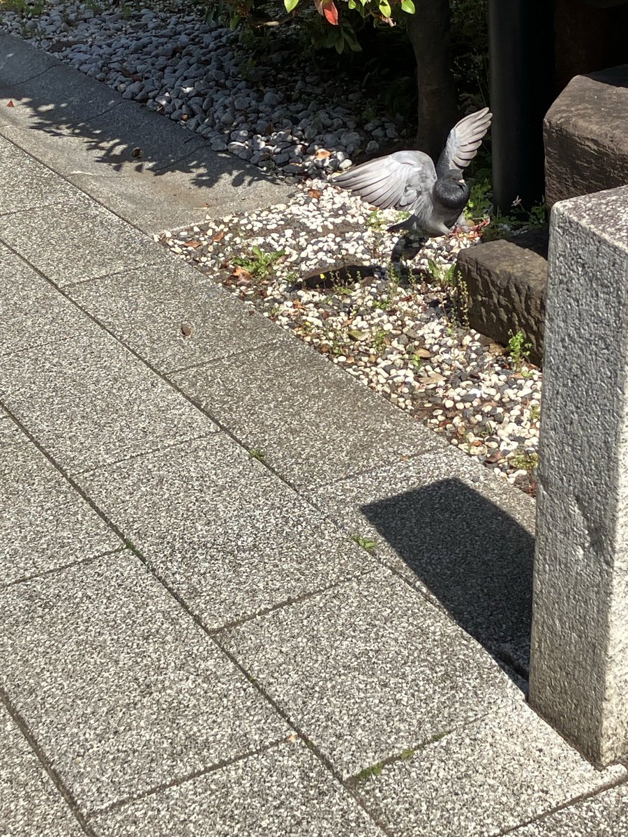 バサッ🐦