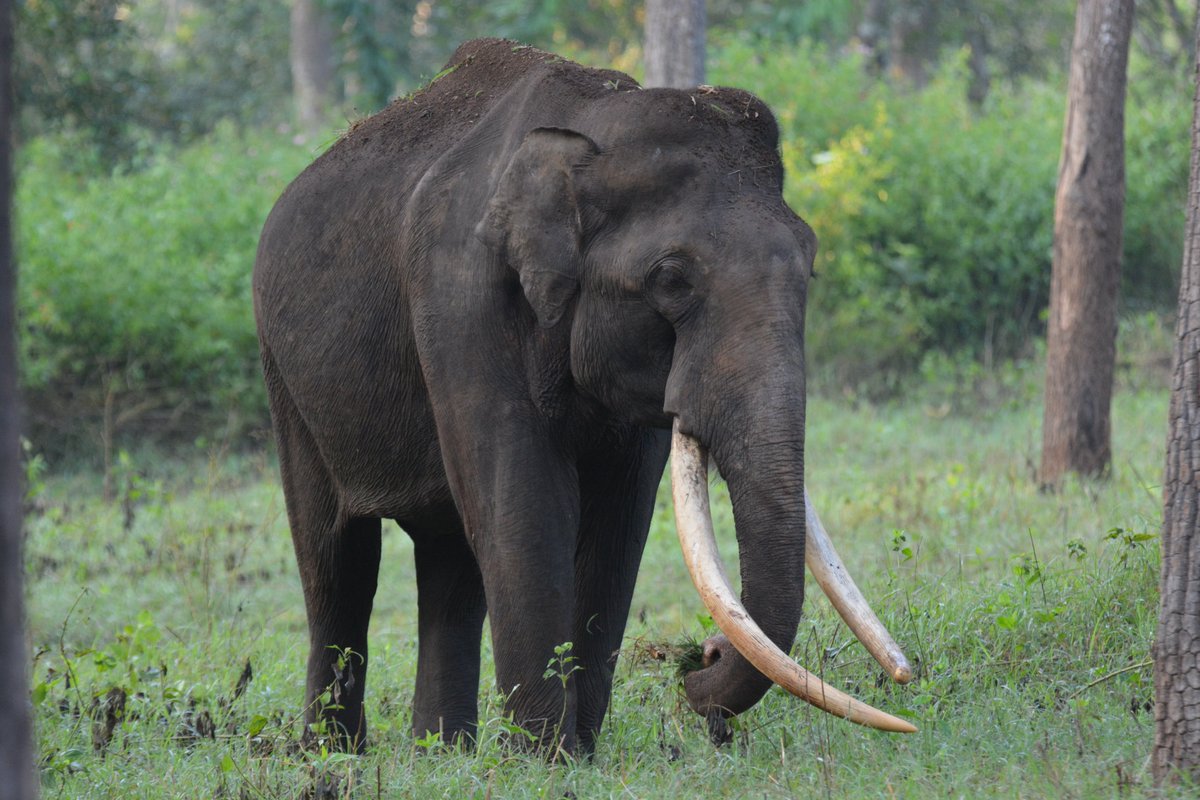 KritikaRanjan6's tweet image. Alphabet Challenge 
Day E - Share anything that starts with "E"

Elephant #wildlife #Elephant #wildlifephotography #WildIndia #IndianWildlife #nature #alphabetchallenge #IndiWild