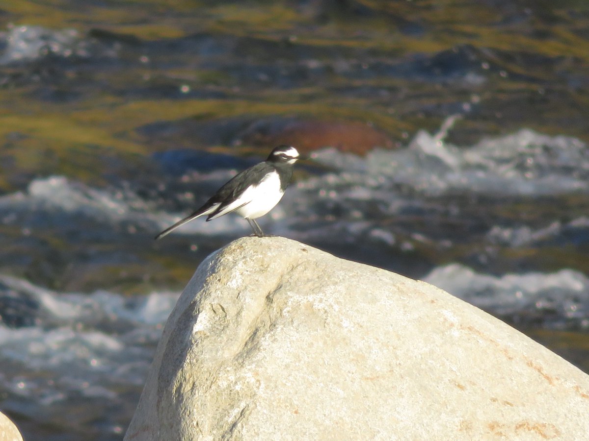 CuteJapanBirds's tweet photo. しばらく写真撮りに行けなかった・・・
ハクセキレイはいつも楽しそうですね！ https://t.co/2Q3QsuTsrg