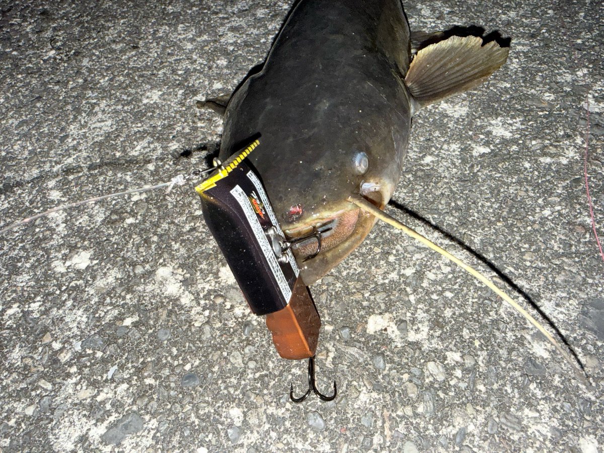 yoyoyossan's tweet image. ブラックサンダーで釣れました！今年初ナマ！！
#DUO
#ブラックサンダー