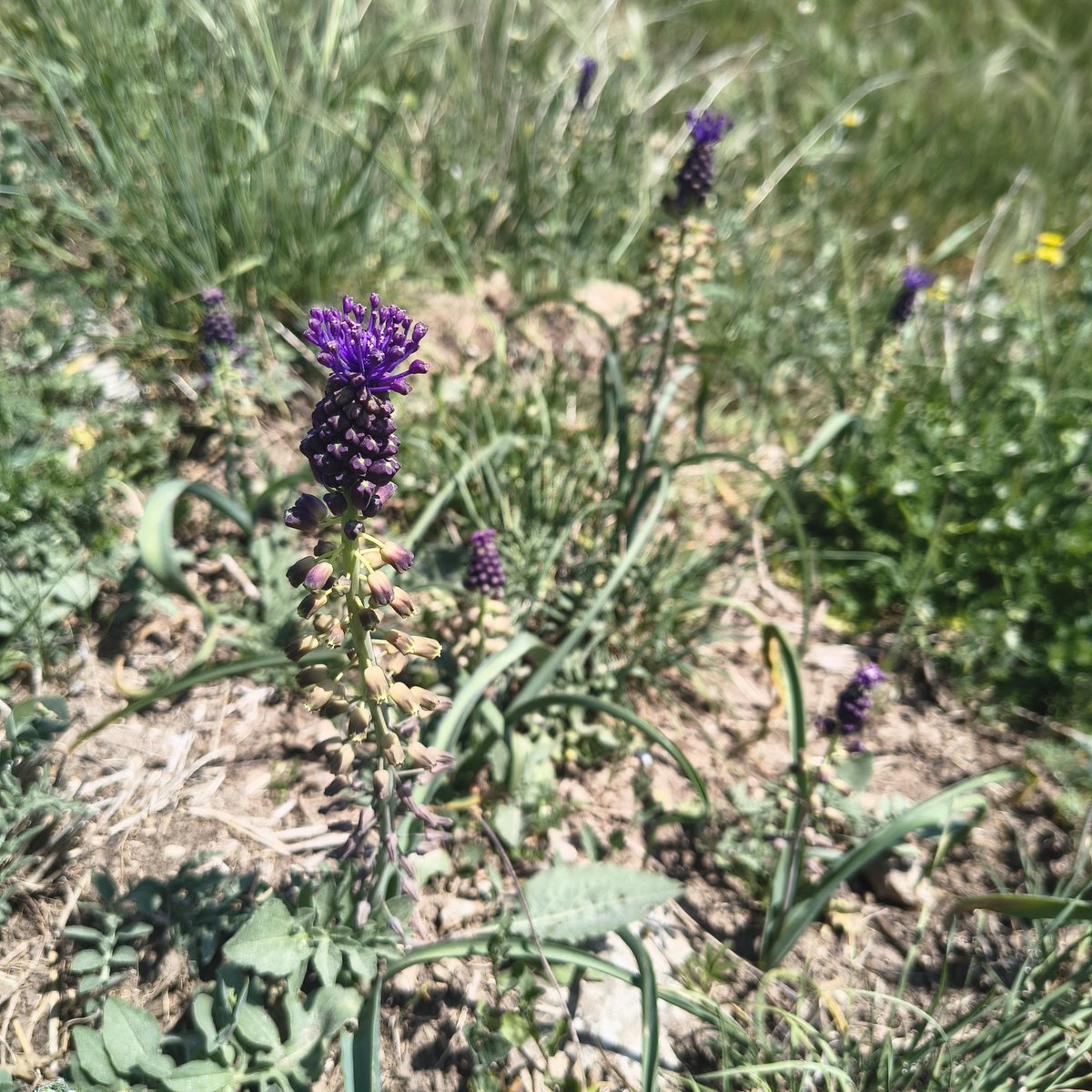 ObservingN's tweet photo. #ObservingNature 
Flora in #Prades 👇🏻
Muscari comosum
https://t.co/abmvWtDoH9 https://t.co/ecCZrsmfWM
