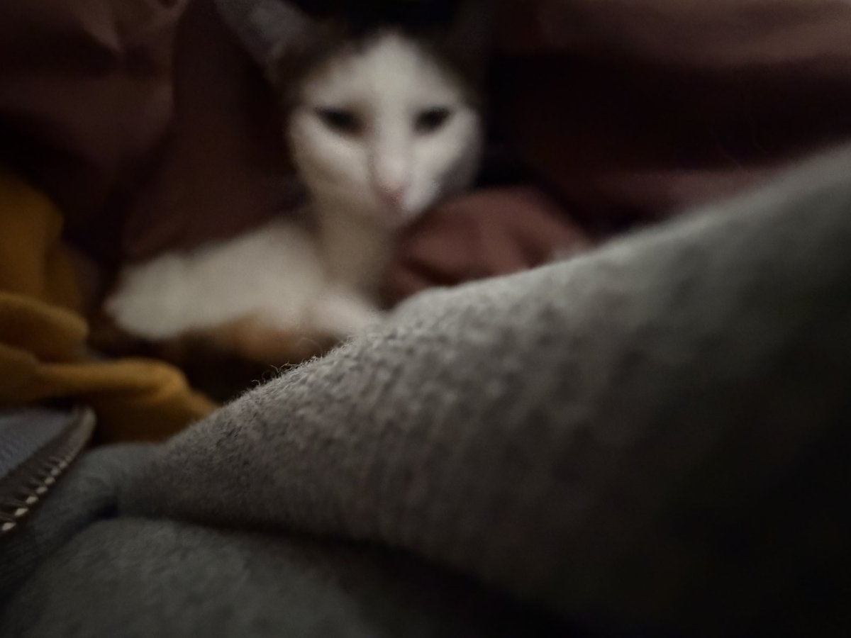 Masked_II_cat's tweet photo. 今朝はなんか珍しく、布団に入って起こしに来た https://t.co/zYfbxvVyZ3