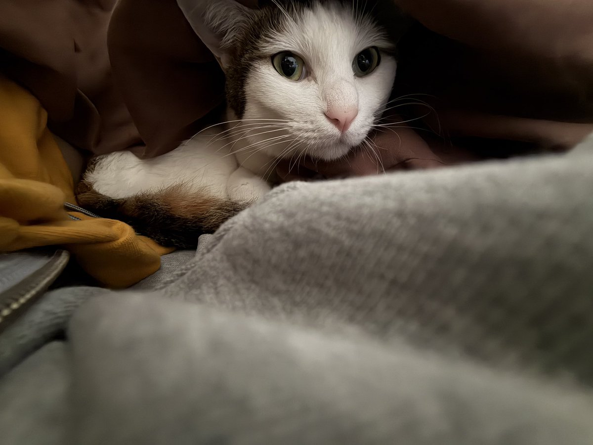 Masked_II_cat's tweet photo. 今朝はなんか珍しく、布団に入って起こしに来た https://t.co/zYfbxvVyZ3