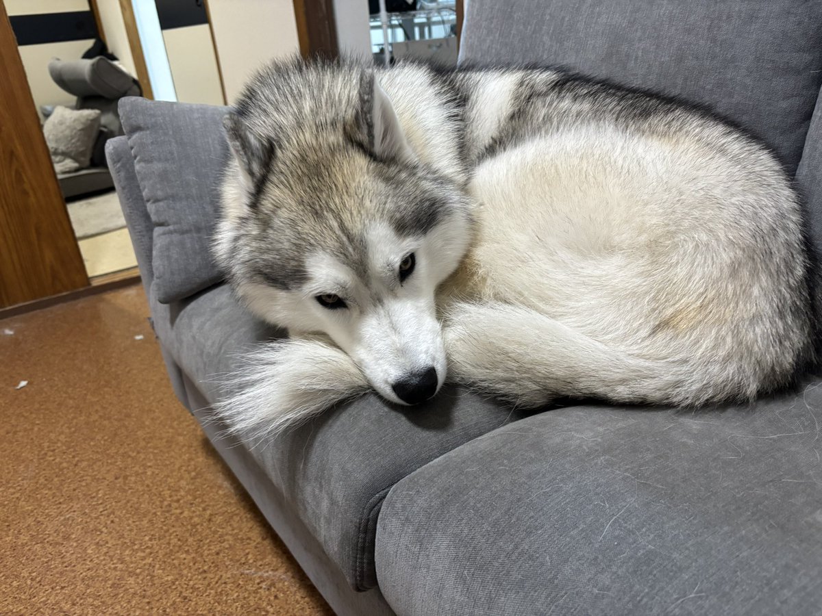 ガブちゃん tweet media