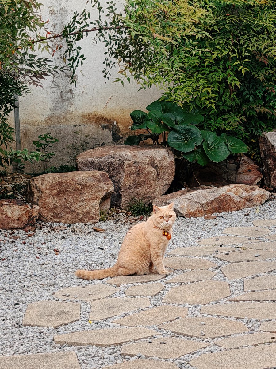 野猪老师的树洞。 tweet media