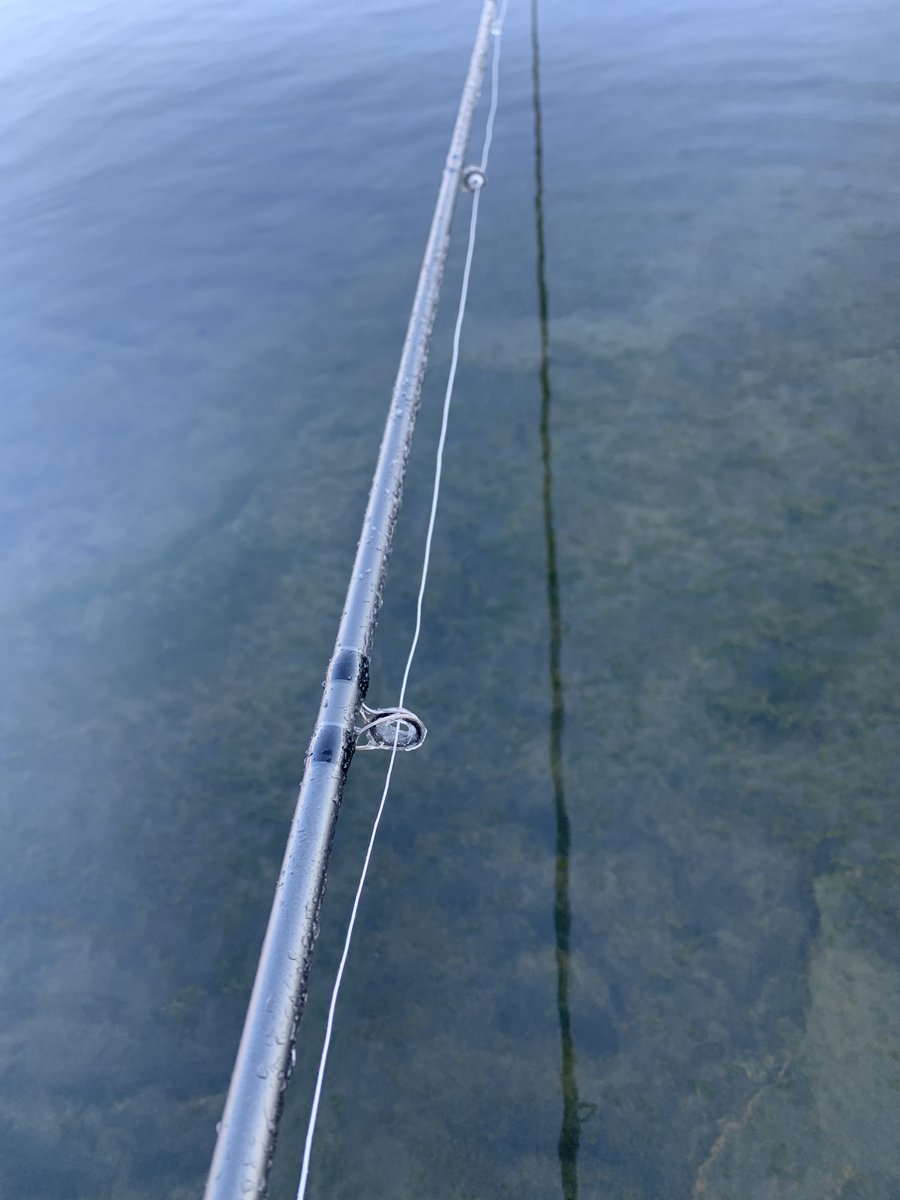 タイニーアングラー tweet media