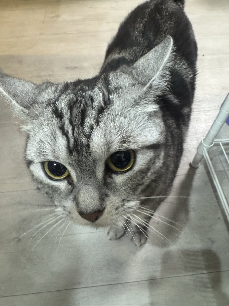 瀬戸あさひ tweet media