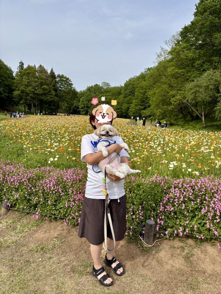 ごろり tweet media