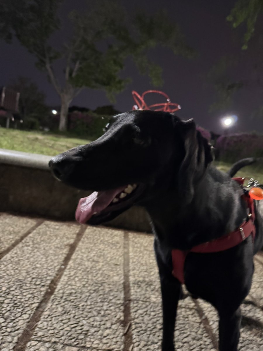 musica_juppiter's tweet image. ラブ&amp;amp;ワイマMIX𝑮𝑰𝑹𝑳🎀
アタチClockey！
今日も黒いよ！

夜の散歩

#labmaraner #puppy #weimaraner #labradorretriever #dog #cat #music #子犬 #猫 #犬 #ラブマラナー #ラブラドール #ワイマラナー #大型犬 #犬のいる暮らし #大型犬のいる暮らし #写真 #お散歩