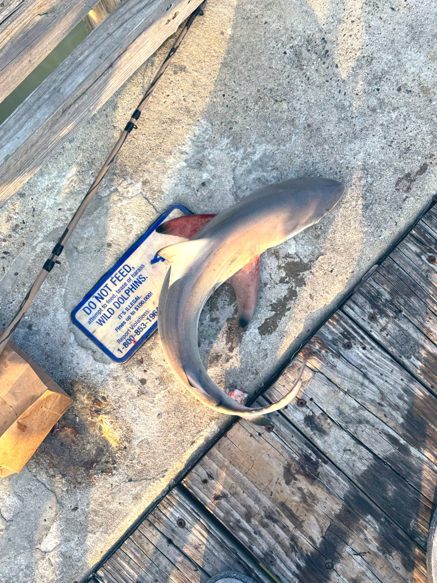 jaymartinez1973's tweet image. #Fishing #Galveston #Texas #Saturday #Fun well after fishing in Texas City we came back to pier fishing in Galveston all I landed was this baby shark but he put up a little fight was fun catch and release