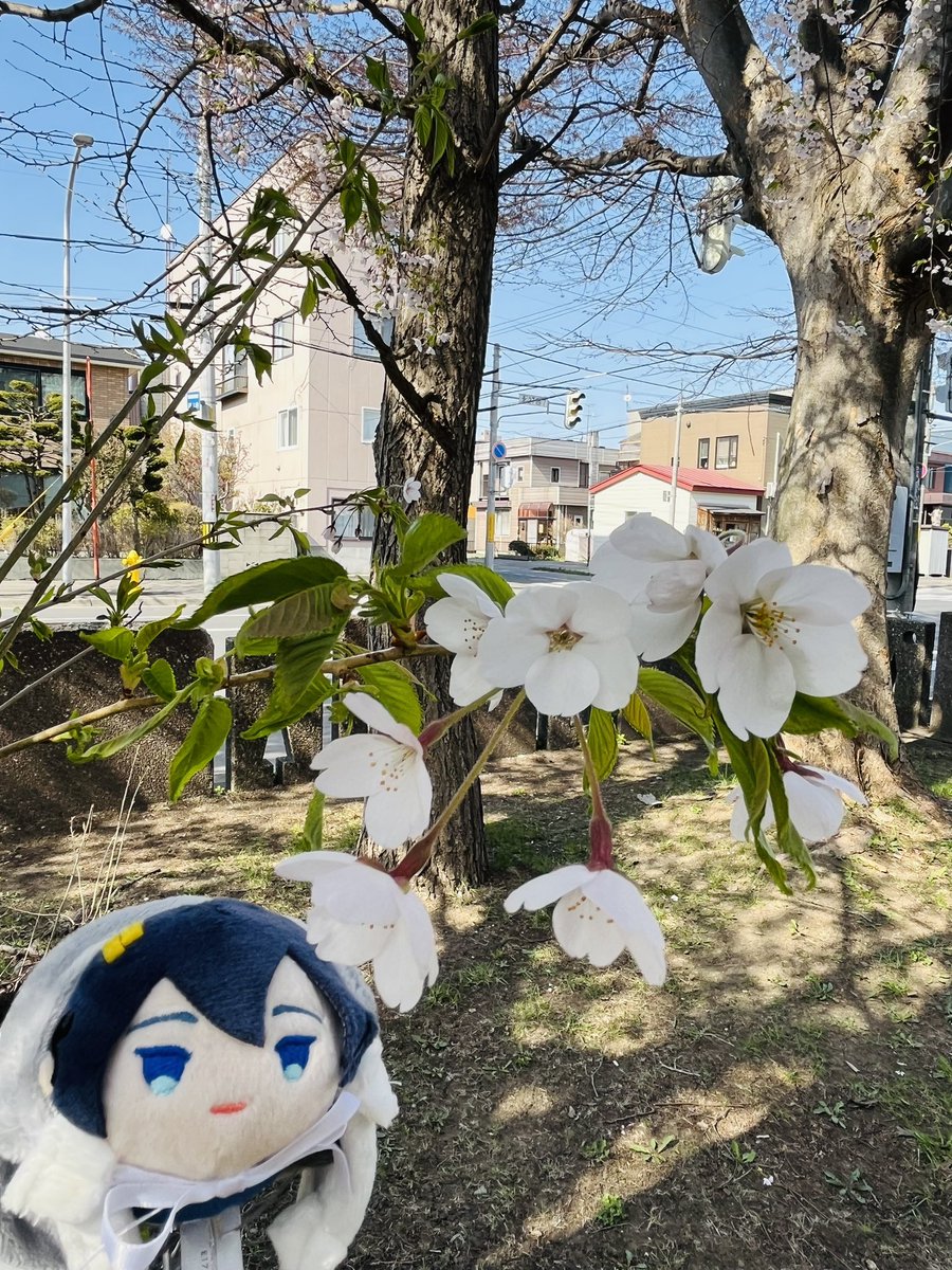 k_mint99's tweet photo. 今年は例年より早く桜が咲きました。
ようやくはいぷるすも様（@HighPlusMo_shop ）のもちもちてを使ってみたけど、ホント便利！
もっとうまく撮れるようになりたいな。 https://t.co/o90yEMGWqR