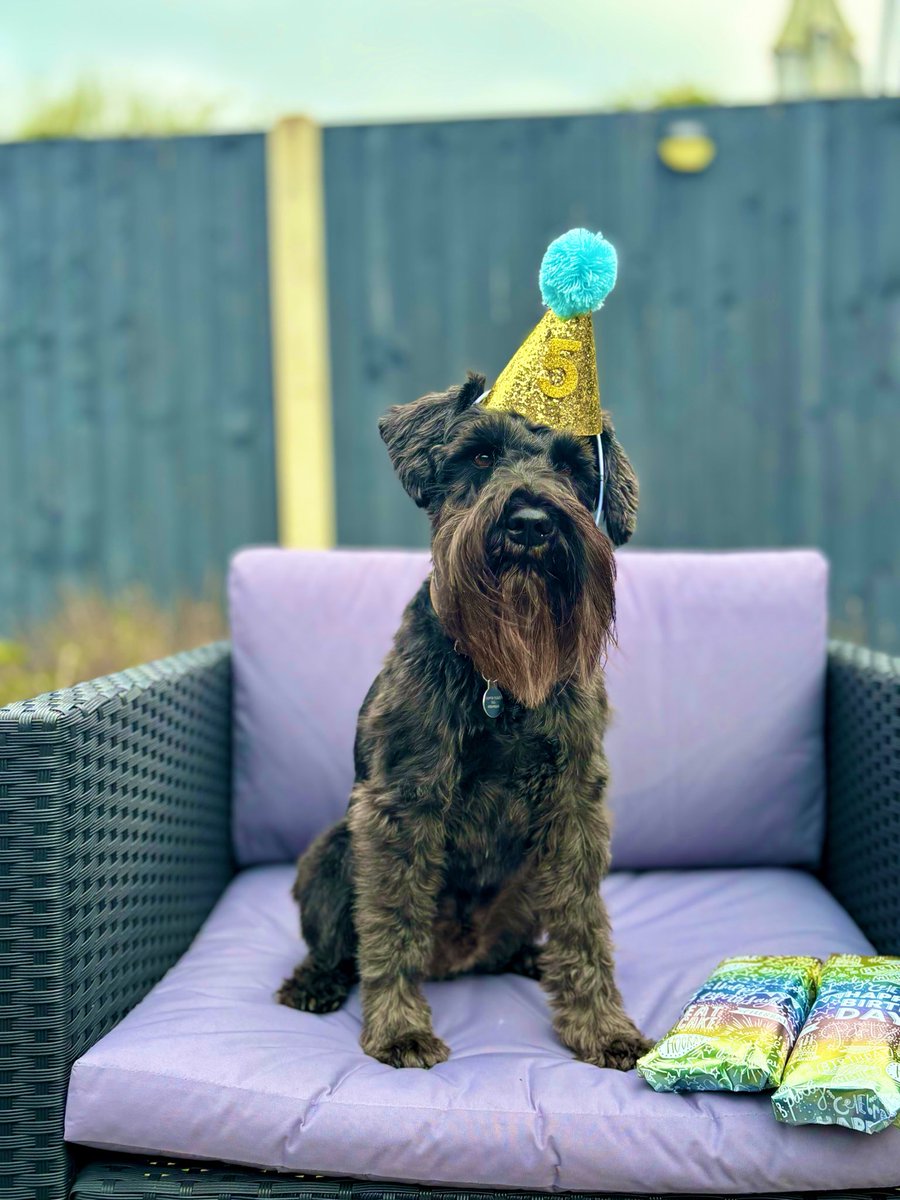 CalLee1991's tweet image. Happy birthday to man’s best friend 💙

#Schnauzergang