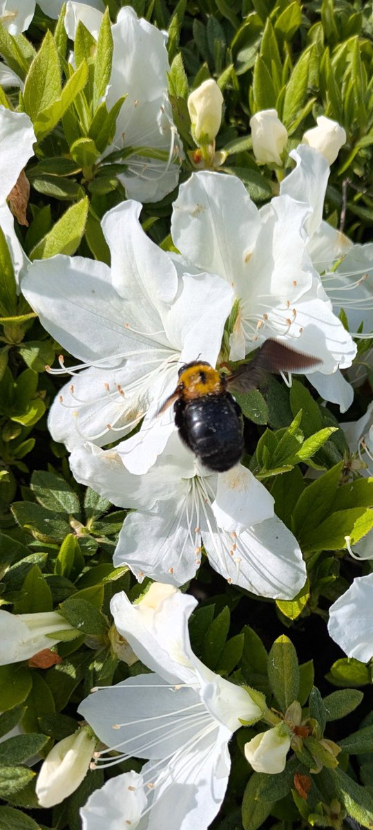 - ̗̀꒰ঌ💖໒꒱ ̖́蒼神 聖月音Ⓡ- ̗̀꒰ঌ💖໒꒱ ̖́-（あおかみ しおんⓇ） tweet media