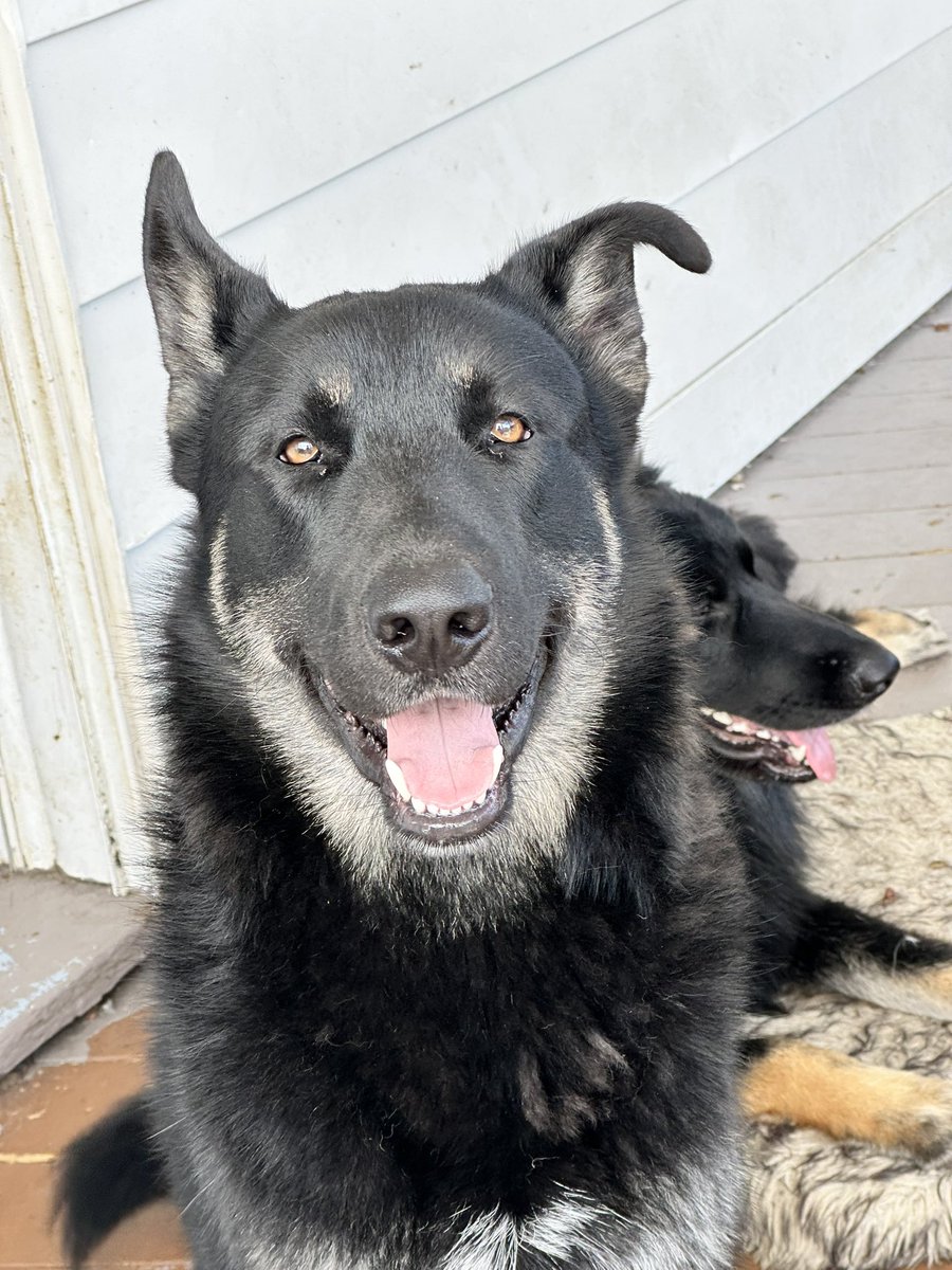 Xeno__Poppy__'s tweet image. Our boy's ear is finally starting to stand more than flop 🥰 

#puppy #growingup #gsd