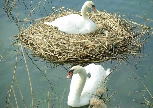 brightnewvensa's tweet image. 🤍🤍
  🌱

🦢🦢 

Wherever Beauty IS
L💓VE find its Nest.
The Law of Beauty and Love ...
Always Together.🤍💖
                          💞 #Rumi

#Joy 
#Swans #LoveandPeace 
#ShinelikeDay✨🙏✨