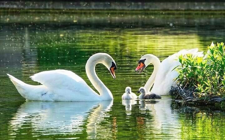 brightnewvensa's tweet image. 🤍🤍
  🌱

🦢🦢 

Wherever Beauty IS
L💓VE find its Nest.
The Law of Beauty and Love ...
Always Together.🤍💖
                          💞 #Rumi

#Joy 
#Swans #LoveandPeace 
#ShinelikeDay✨🙏✨
