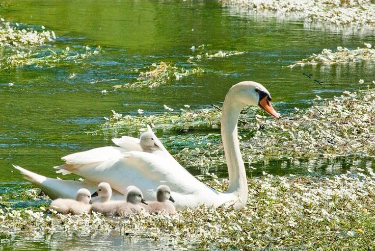 brightnewvensa's tweet image. 🤍🤍
  🌱

🦢🦢 

Wherever Beauty IS
L💓VE find its Nest.
The Law of Beauty and Love ...
Always Together.🤍💖
                          💞 #Rumi

#Joy 
#Swans #LoveandPeace 
#ShinelikeDay✨🙏✨