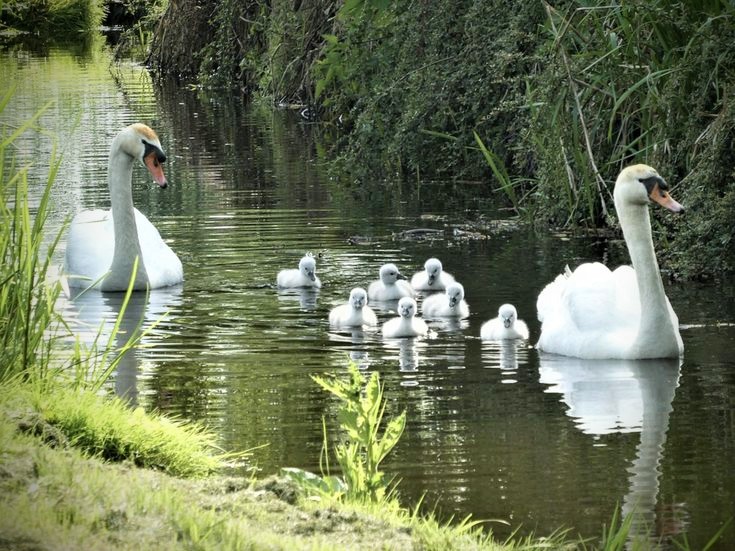 brightnewvensa's tweet image. 🤍🤍
  🌱

🦢🦢 

Wherever Beauty IS
L💓VE find its Nest.
The Law of Beauty and Love ...
Always Together.🤍💖
                          💞 #Rumi

#Joy 
#Swans #LoveandPeace 
#ShinelikeDay✨🙏✨