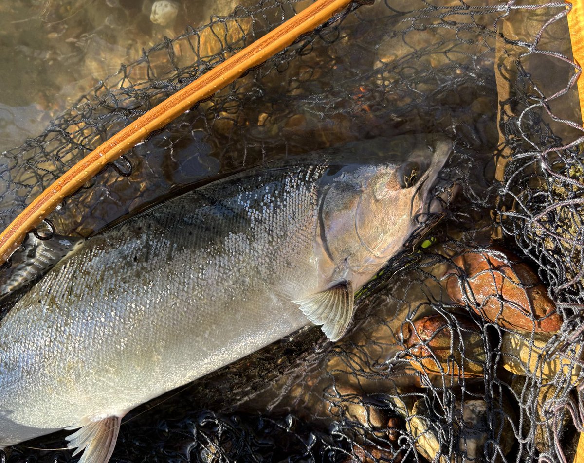 NARI＠乞食 tweet media