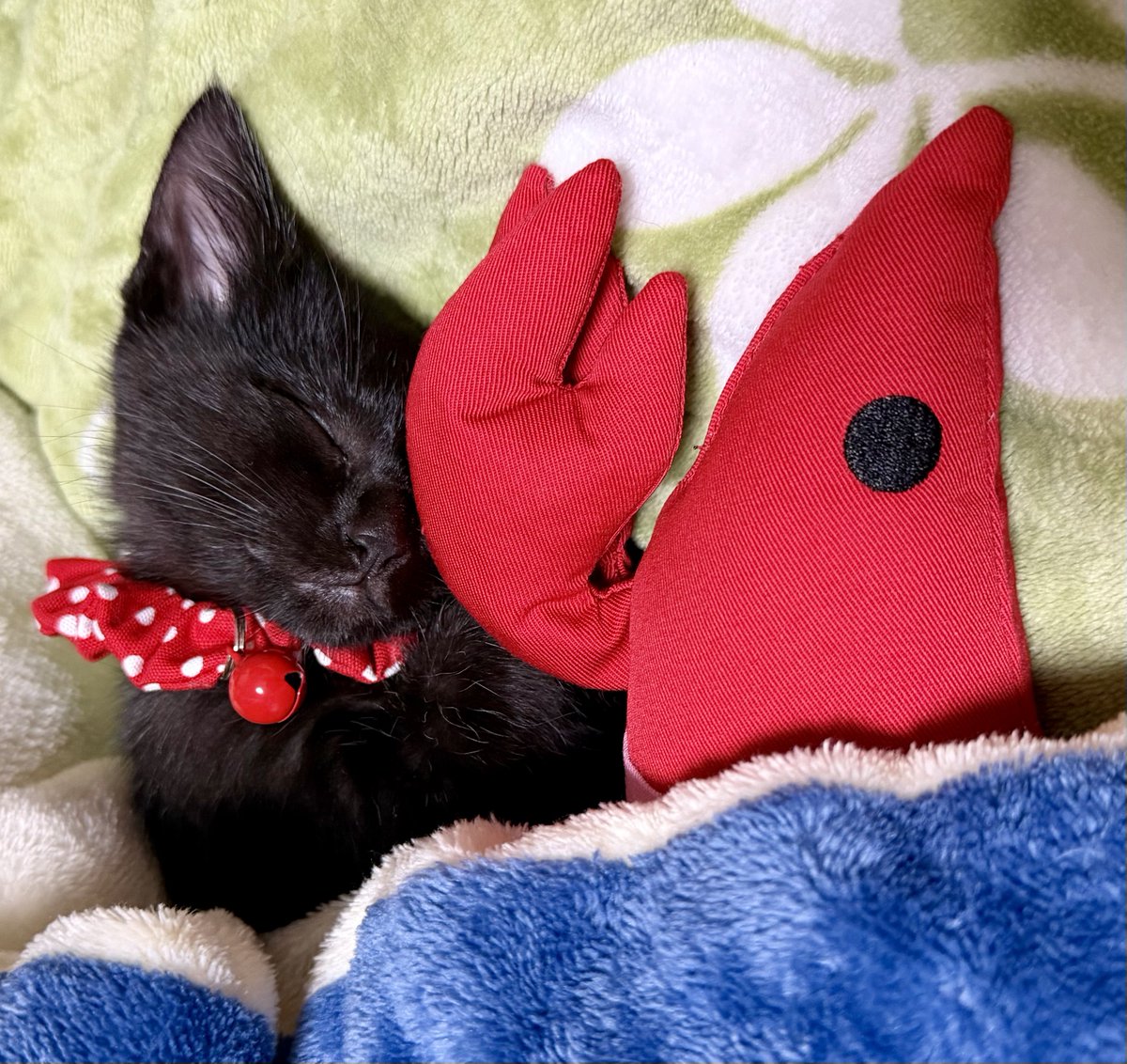 友達の家に子猫が来たので貢ぎ物をしてきました。
めっっっっちゃかわいいので自慢します。