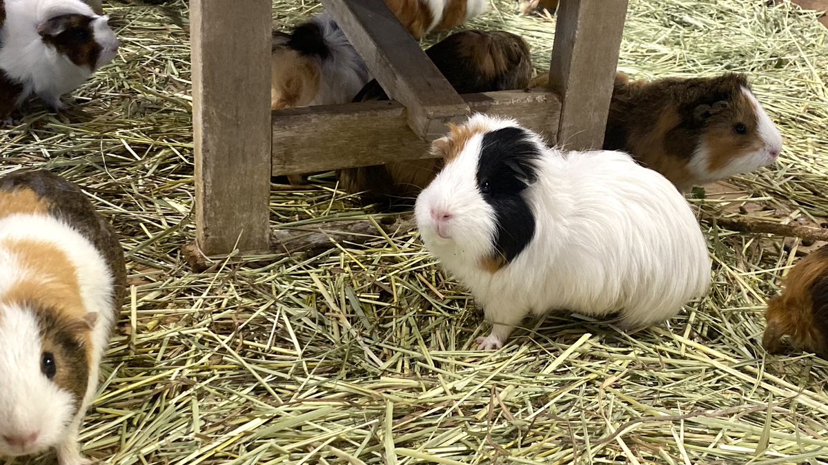 周南市徳山動物園(公式) tweet media