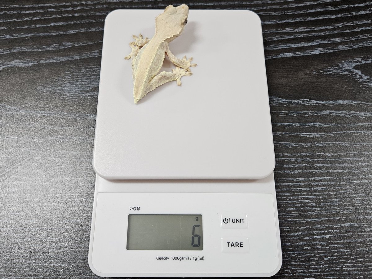 6g따리한테 쩔쩔매는 88kg따리