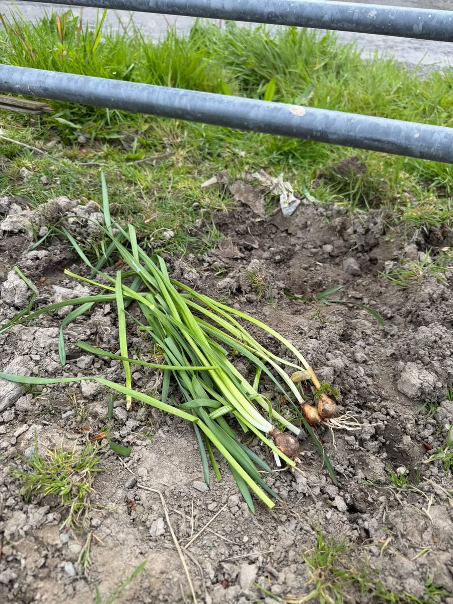 Second Chances Animal Sanctuary tweet media