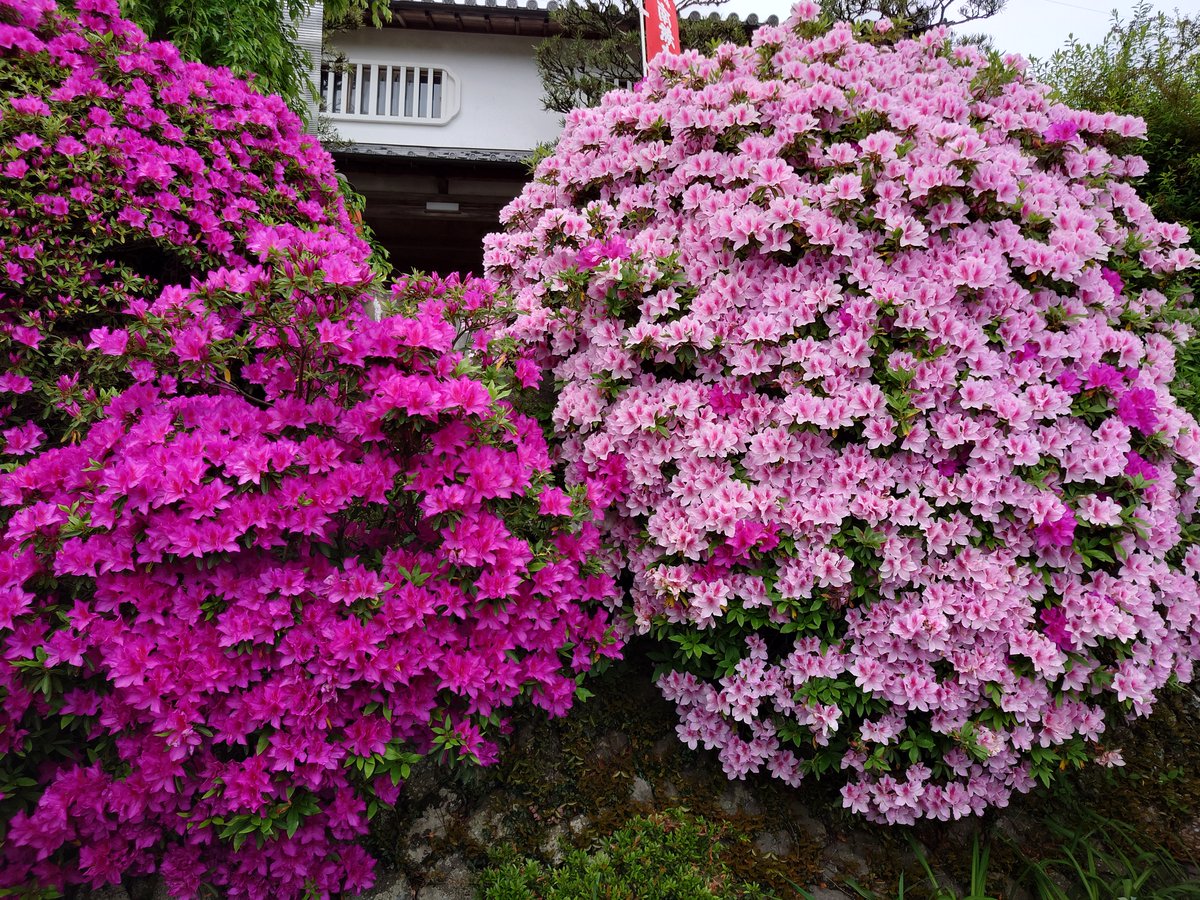 黒織部 tweet media