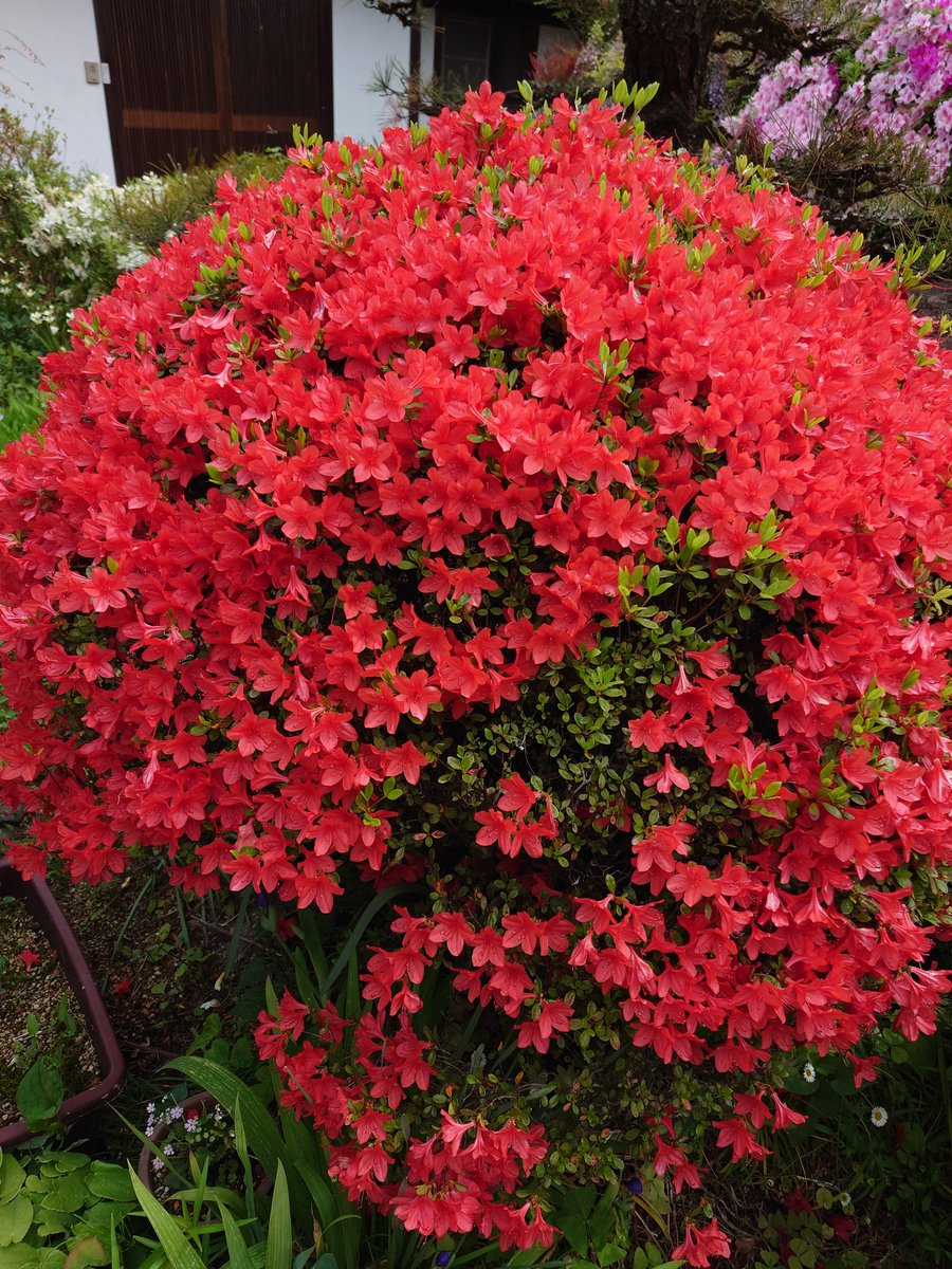 黒織部 tweet media