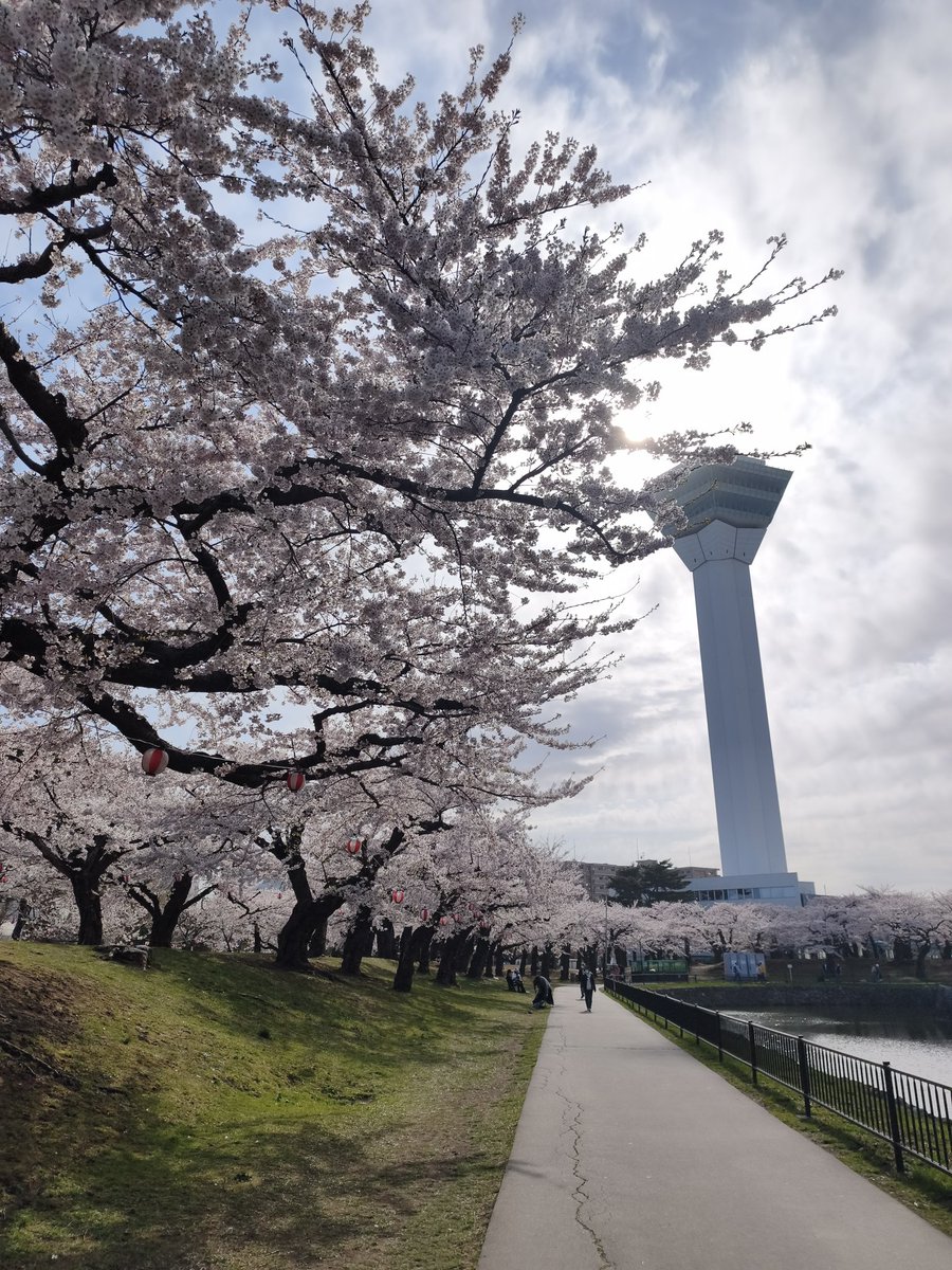 crypt_hayate's tweet photo. 五稜郭の桜見てきた！
今年は早咲きらしくて、
クロちゃんの有給タイミングとバッチリ（笑）
葉桜でもなく、チリ桜でもなく
最高の桜日和やったと思うわ！
久々の日本で誕生日迎えられてよかった！

#疾風オフ会
#疾風オフ会2026
#五稜郭
#函館旅行 https://t.co/XXbXG7m3I4