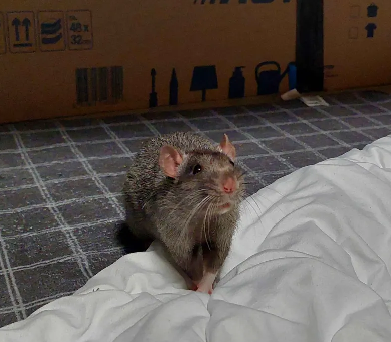 A pigsty full of rats! tweet media