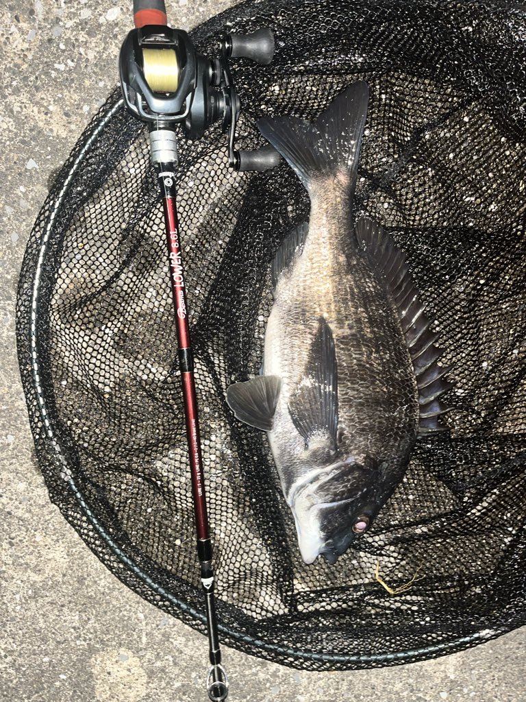 svpVbTh2P04yDMn's tweet image. やはり潮もちゃんと動いてないとダメなんだな〜
あとはサカナがスレてきてそうだ
いつものところでは出せず、すこし歩いて新規開拓したらポンポン釣れた
#beamslower  #86L #fishman #チニング #