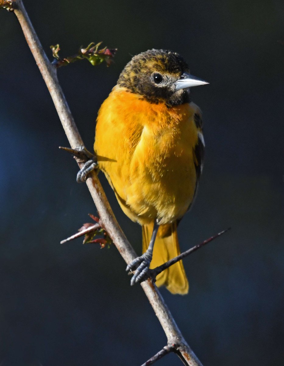 NWF's tweet image. Is #Maryland a southern state? Depends who you ask... 🤠

State bird: Bmore oriole 🐦
State butterfly: Bmore checkerspot butterfly 🦋

MD affiliate: aqua.org
@NatlAquarium

NWF affiliate near you🔗 ow.ly/HEH050Wh6te

🐦| Jim Hudgins
🦋| Judy Gallagher