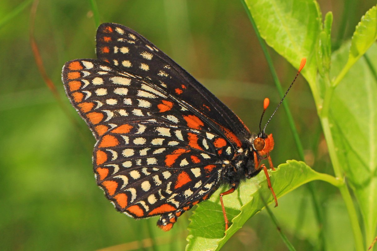 NWF's tweet image. Is #Maryland a southern state? Depends who you ask... 🤠

State bird: Bmore oriole 🐦
State butterfly: Bmore checkerspot butterfly 🦋

MD affiliate: aqua.org
@NatlAquarium

NWF affiliate near you🔗 ow.ly/HEH050Wh6te

🐦| Jim Hudgins
🦋| Judy Gallagher