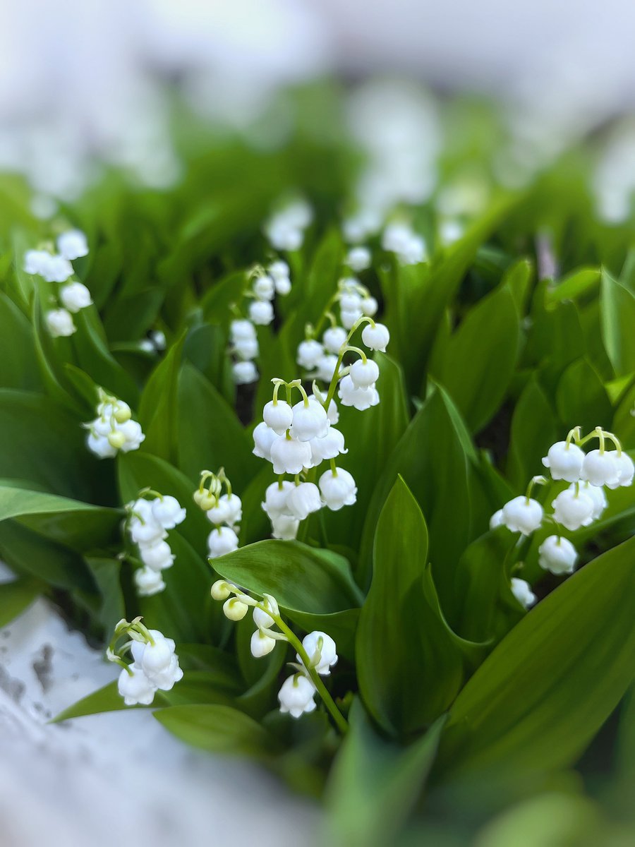 点滴堂 💉☕️📖💫✨ 古本カフェ&ギャラリー / 東京 三鷹 tweet media